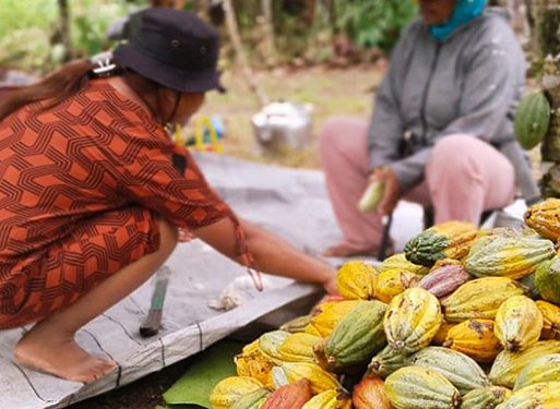 KAKAO DI LINGKAR TAMAN DAN CAGAR BIOSFER LORE LINDU