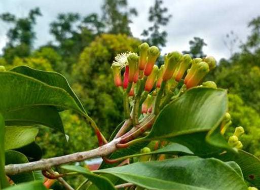 CENGKEH REMPAH RAKYAT