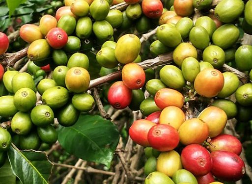 KOPI PETANI LEMBAH BEHOA