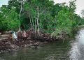 Hari Mangrove Sedunia 2025 “Melindungi Mangrove, Melindungi Kehidupan, Melindungi Masa Depan”