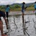 2.600 Mangrove Ditanam Pemuda Oncone Raya, Antisipasi Bencana dan Perubahan Iklim